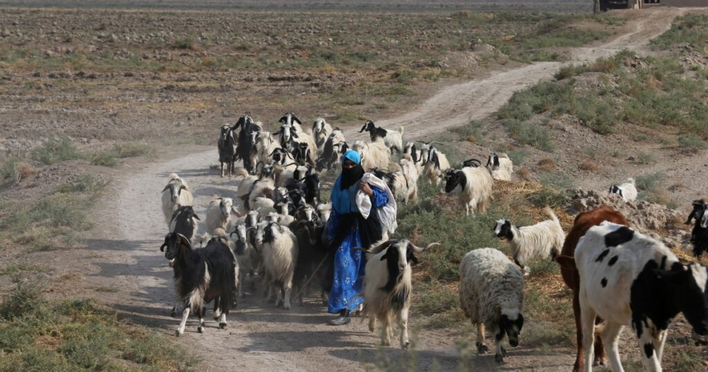 Climate change, food insecurity, and migration in the Middle East